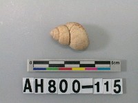 藏品(螺類)的圖片